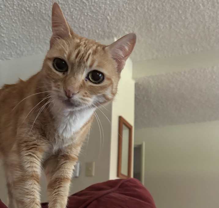 Photo of Penny