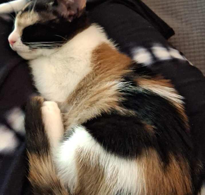 Photo of Cali
