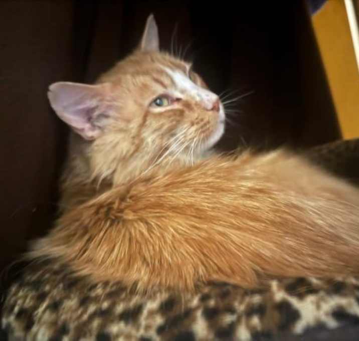 Photo of Calcifer