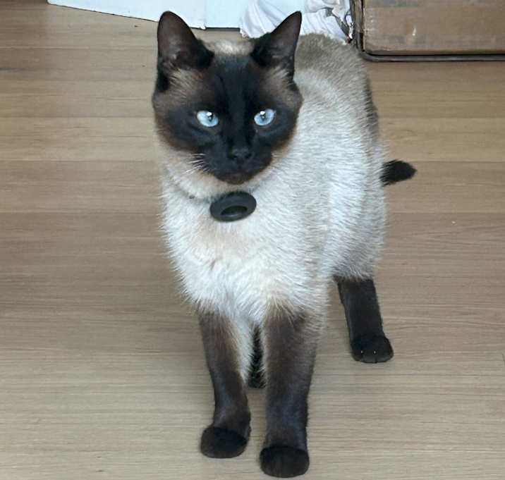 Photo of Socks
