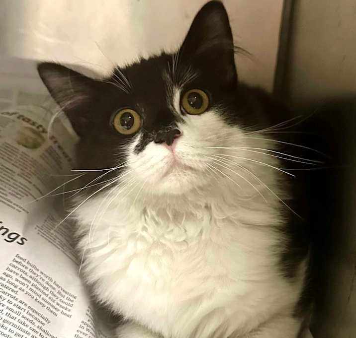 Photo of Sir Felix the Astonished (16582)