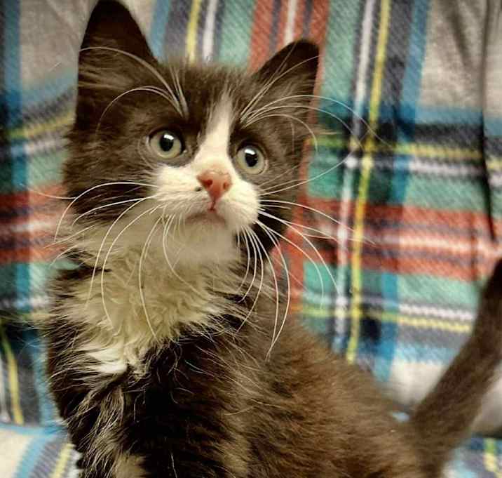 Photo of Web Siblings: Templeton (16611)