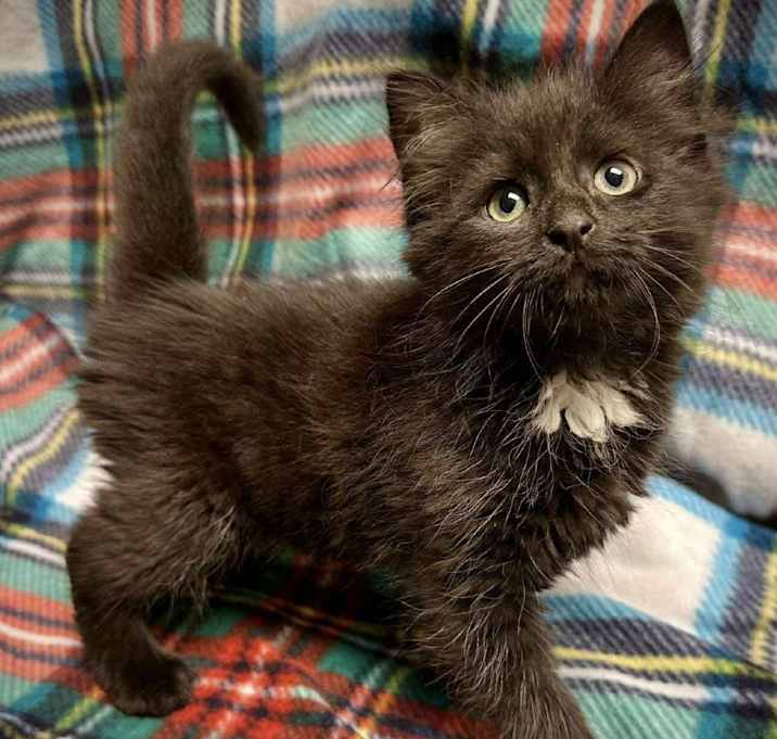 Photo of Web Siblings: Charlotte (16607)