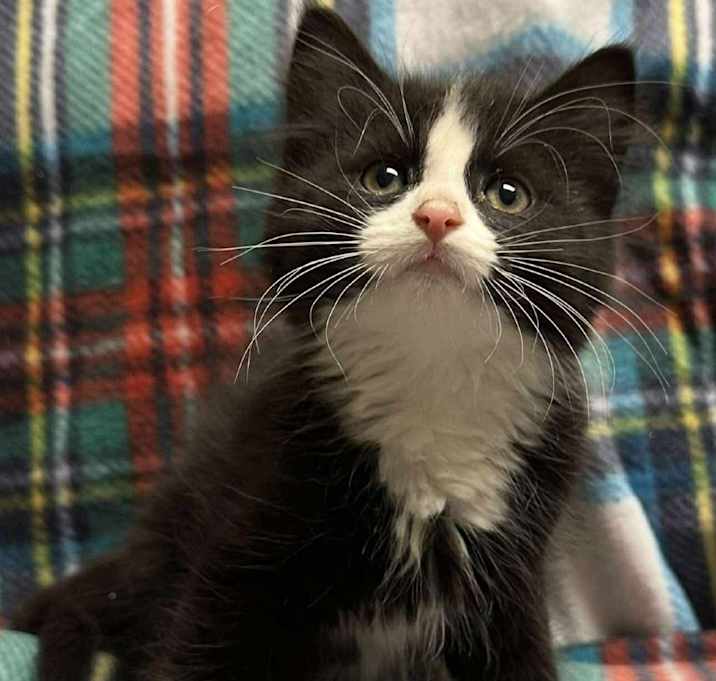 Photo of Web Siblings: Wilbur (16613)