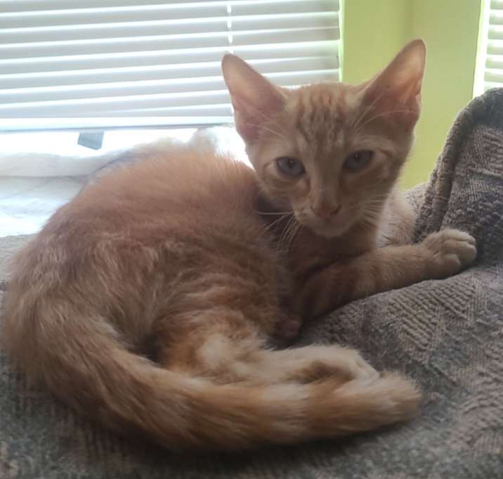 Photo of Dexter 