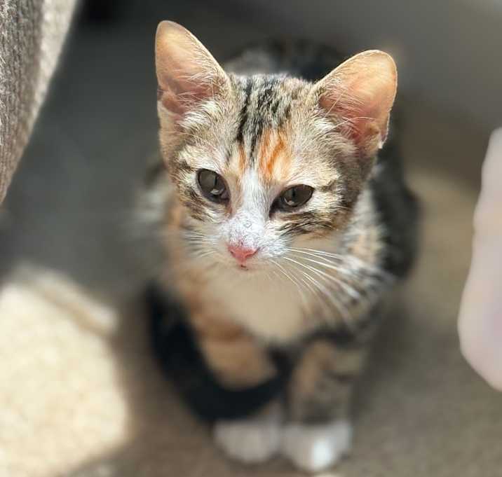 Photo of Deedee