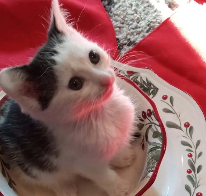 Photo of Merry Belle