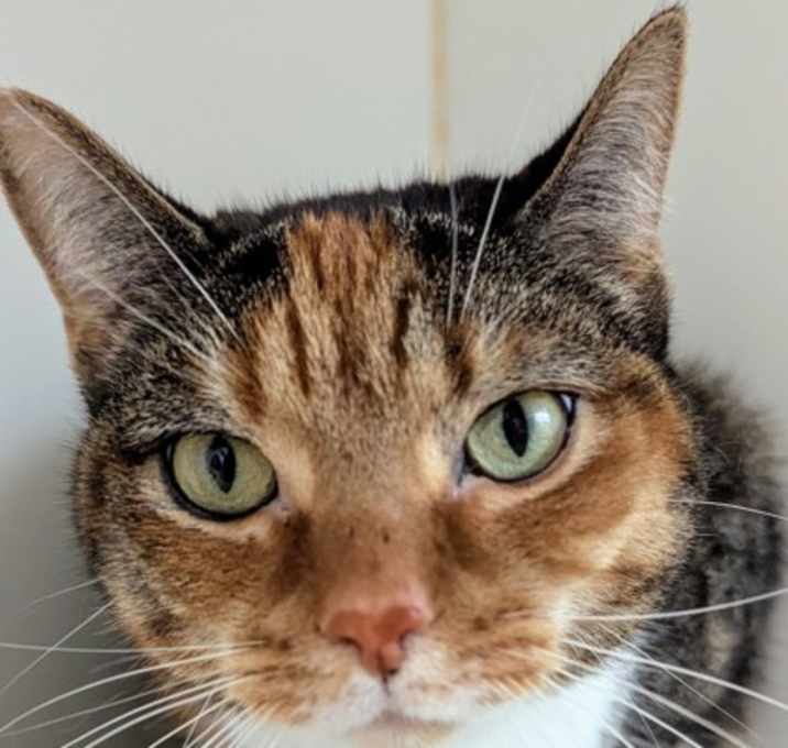 Photo of Lola (bonded with Luna)