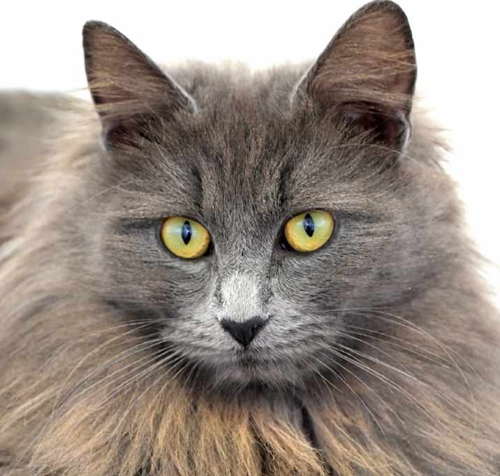 Photo of Mavis