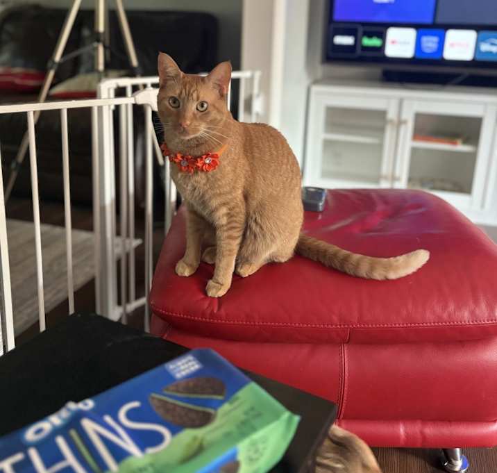Photo of Kitty Meows