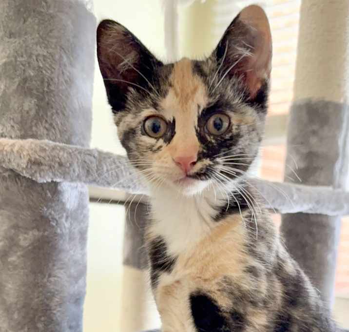Photo of Buttercup