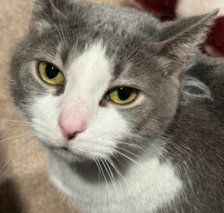 Photo of Stella