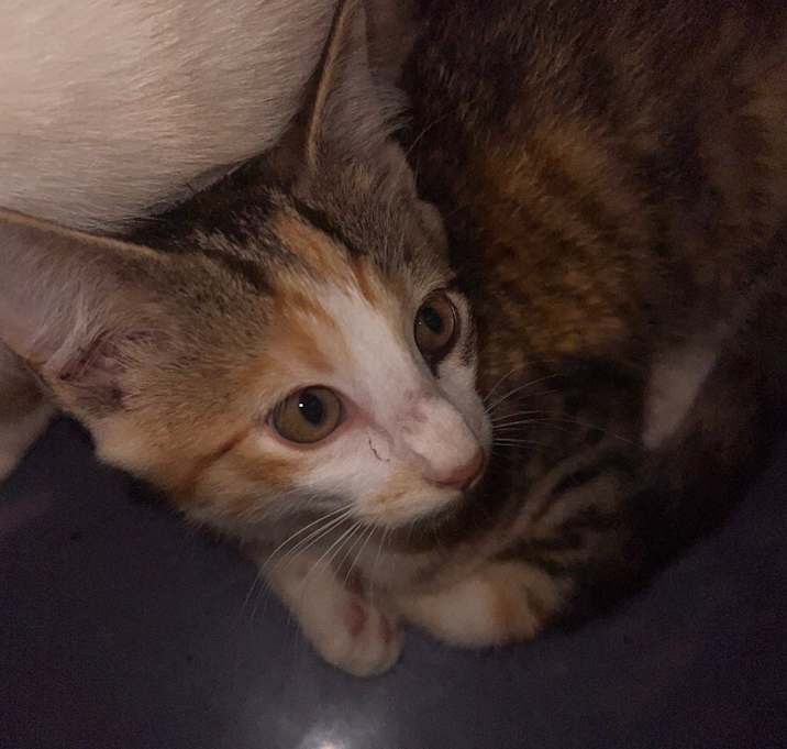 Photo of Ginger