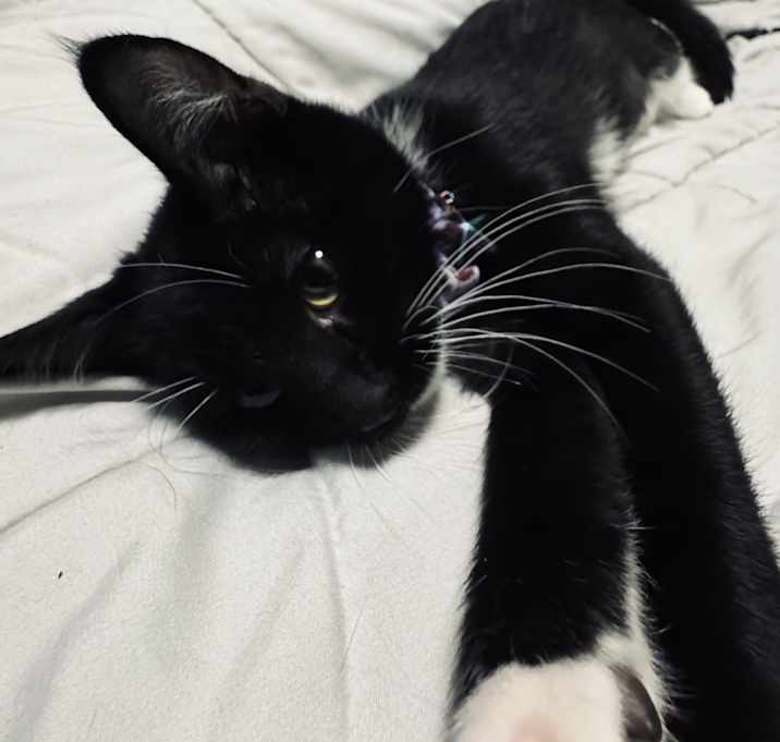 Photo of Maxie