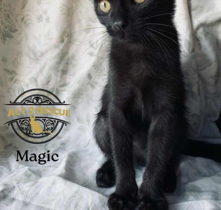 Photo of Magic