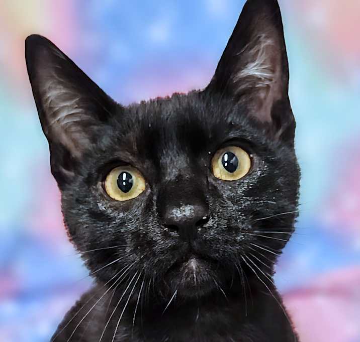 Photo of Asher - RC PetSmart
