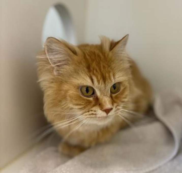 Photo of Honey