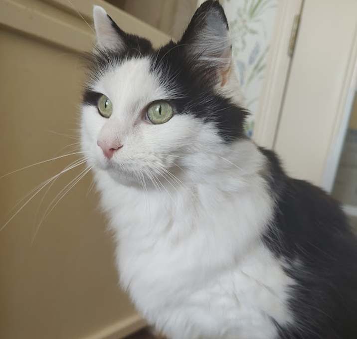 Photo of Oreo