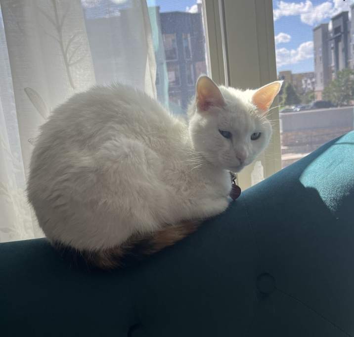 Photo of Artemis