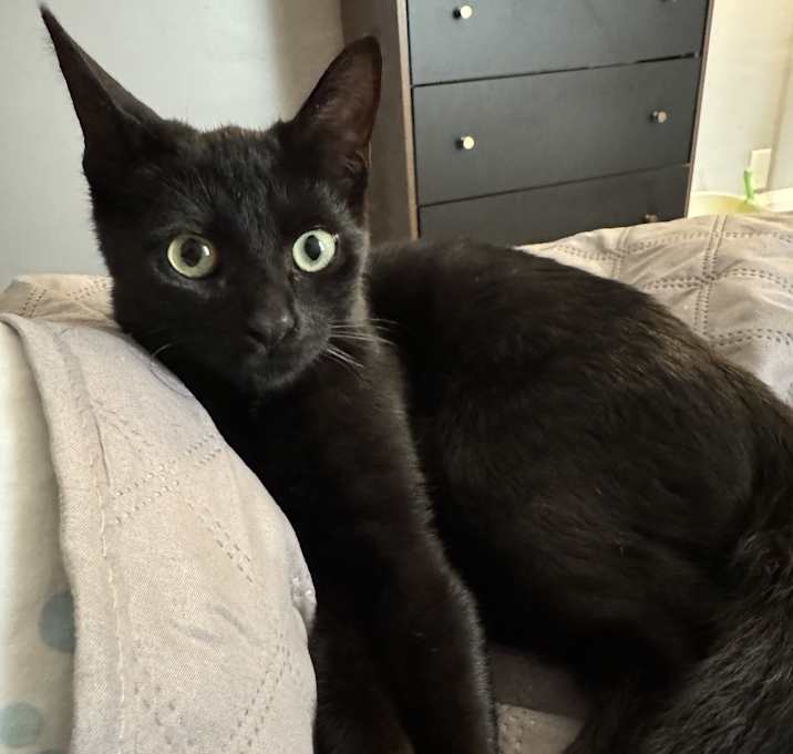 Photo of Atlas