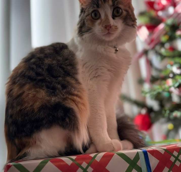 Photo of Tipsy