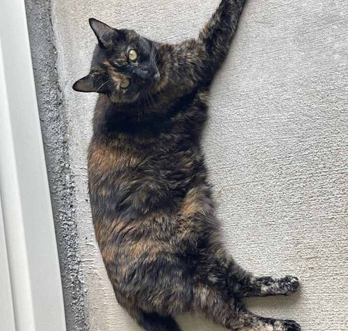 Photo of Bella