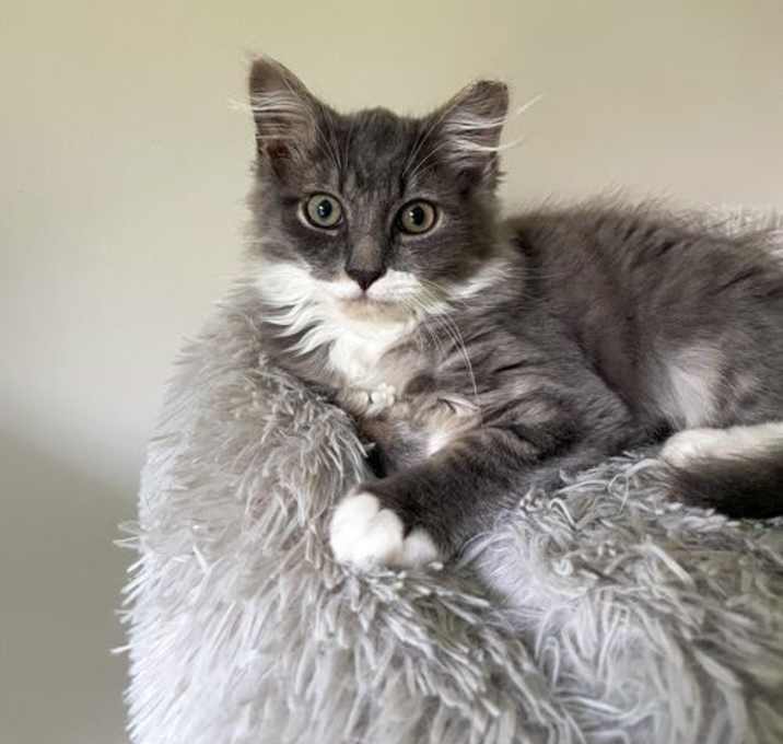 Photo of Fenrys