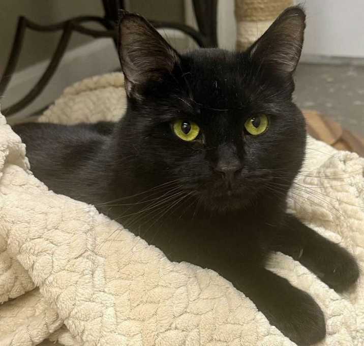Photo of T'Challa