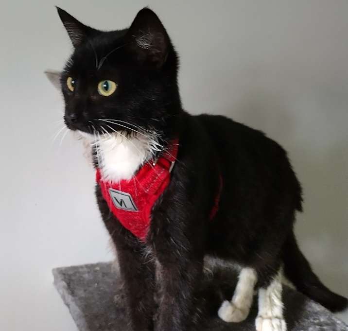 Photo of Caesar