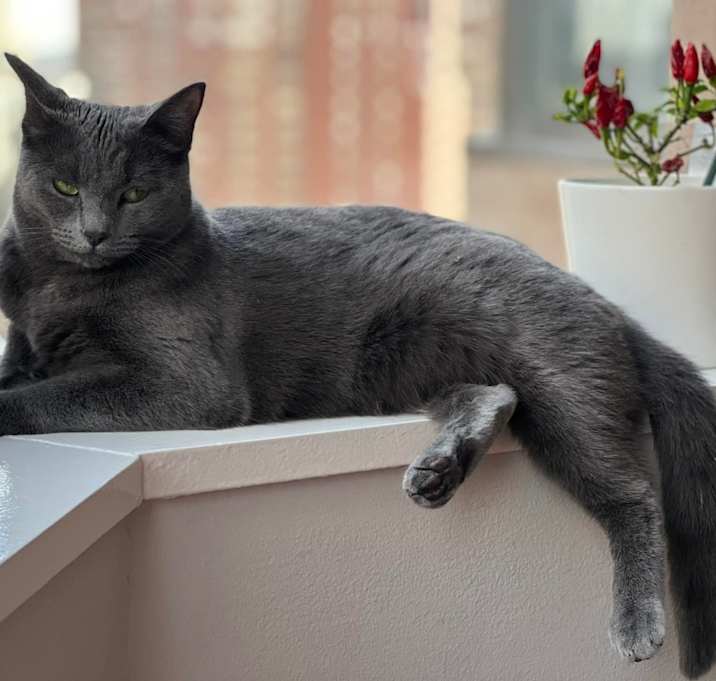Photo of Shadow