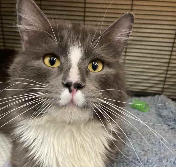 Photo of Chinook