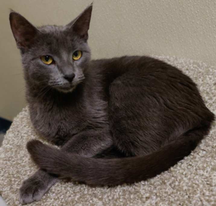 Photo of Midge