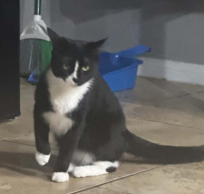 Photo of Rue