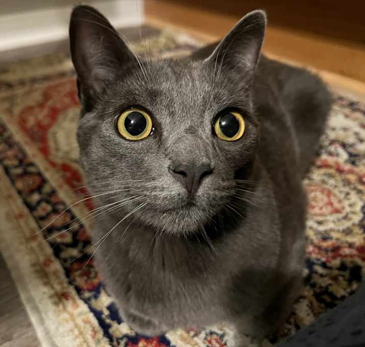 Photo of Rako