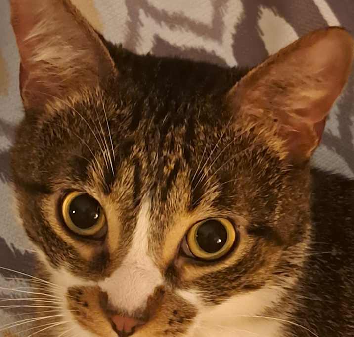 Photo of Nacho