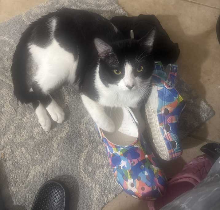 Photo of Oreo