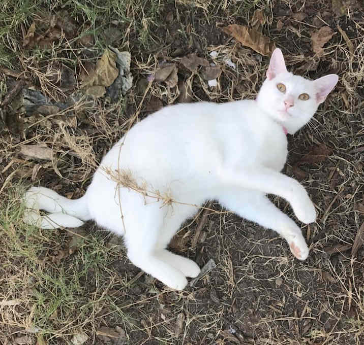 Photo of Luna
