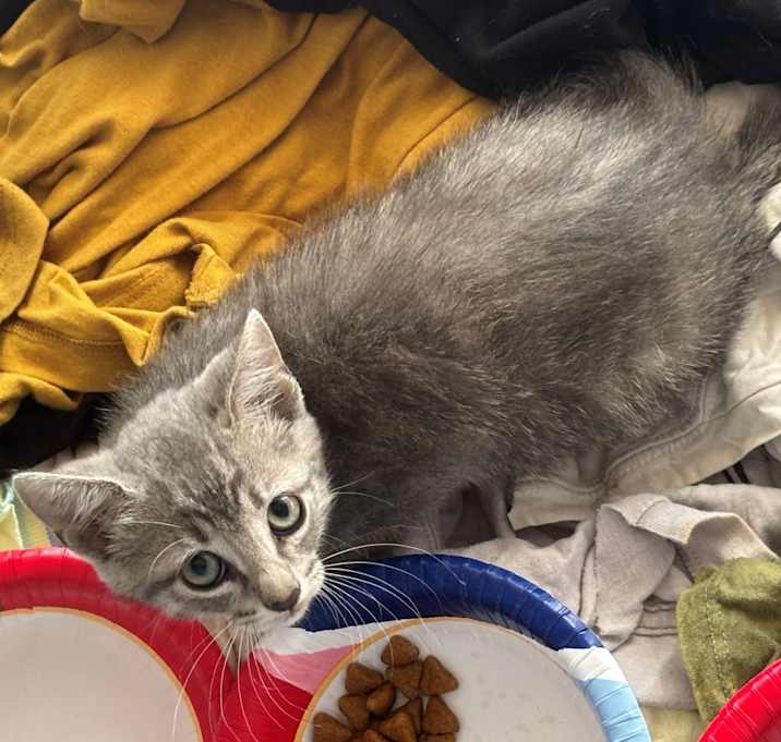 Photo of willow