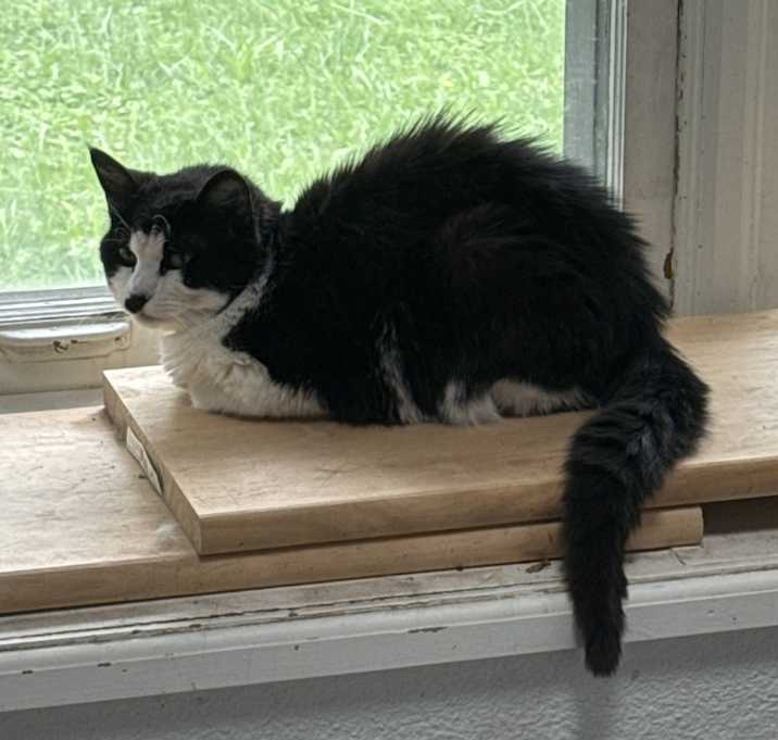 Photo of Socks