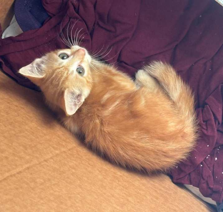 Photo of skittles