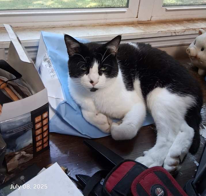Photo of cookie