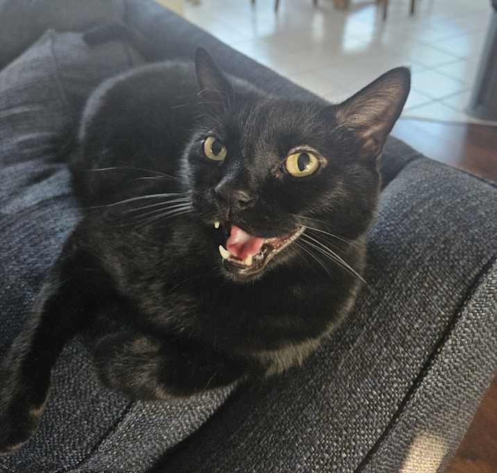 Photo of Binx