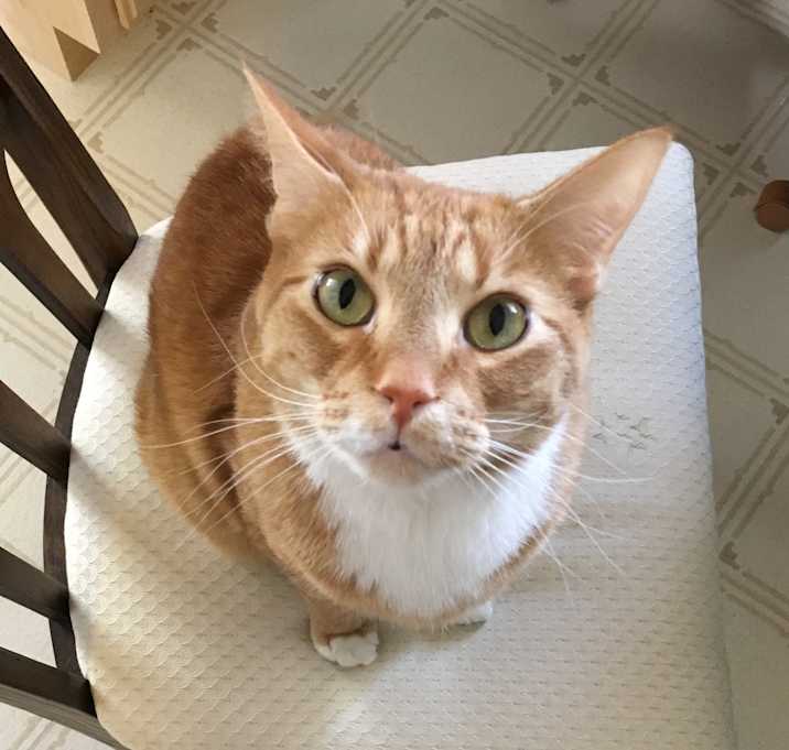Photo of Freddie
