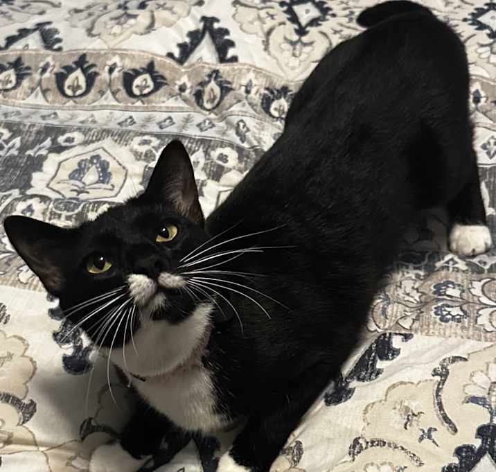 Photo of Raven