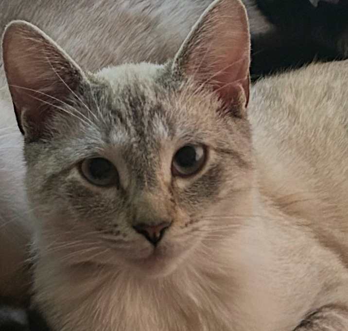 Photo of Nala