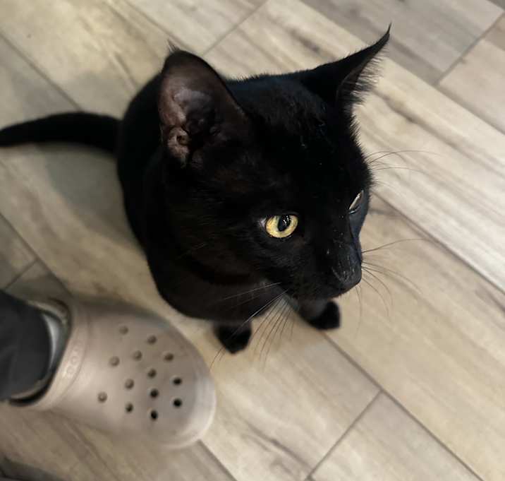 Photo of Panther