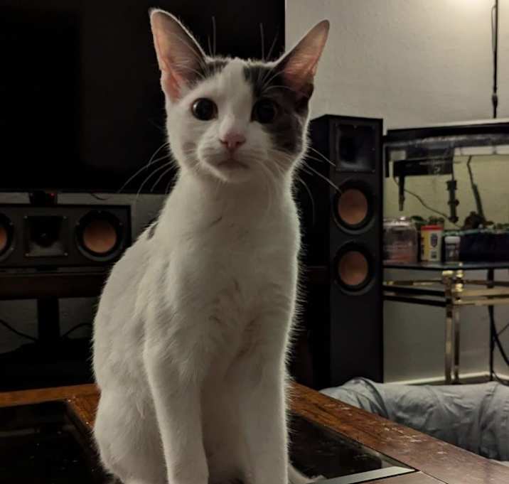 Photo of Biscuit