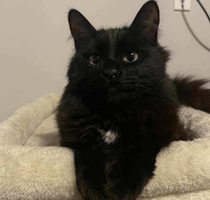 Photo of Juju