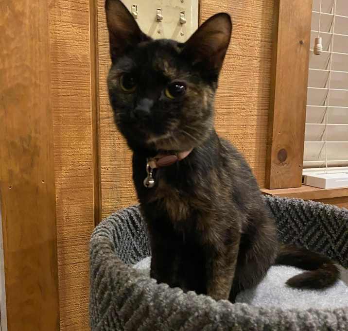 Photo of Pickles