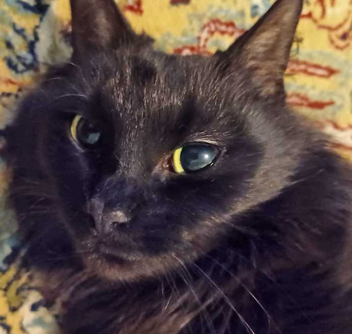 Photo of Bing